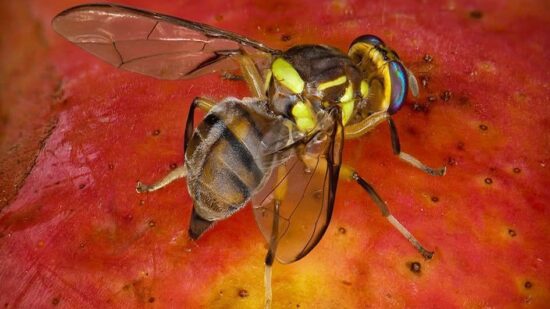Detectados en Cantabria los tres primeros casos de Mosca Oriental de la Fruta
