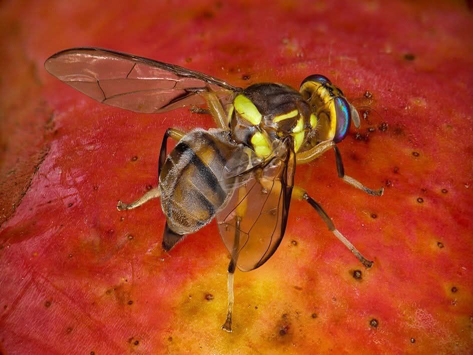 Detectados en Cantabria los tres primeros casos de Mosca Oriental de la Fruta