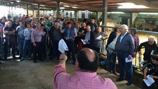 Gorliz acoge este sábado una gran subasta pública de ganado autóctono de raza pirenaica y pottoka