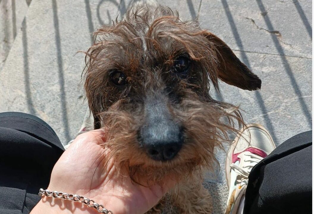 Conmoción en Lezana de Mena: Thor muere tras el ataque de un perro suelto