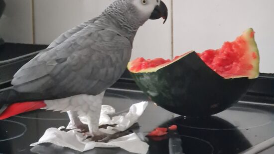 Alerta por la desaparición de loros en Euskadi: “Se están perdiendo muchísimos en plena época de celo”