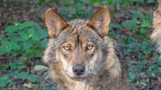 El lobo ibérico, en el centro de la polémica: “Se está manipulando la ciencia para justificar su caza”