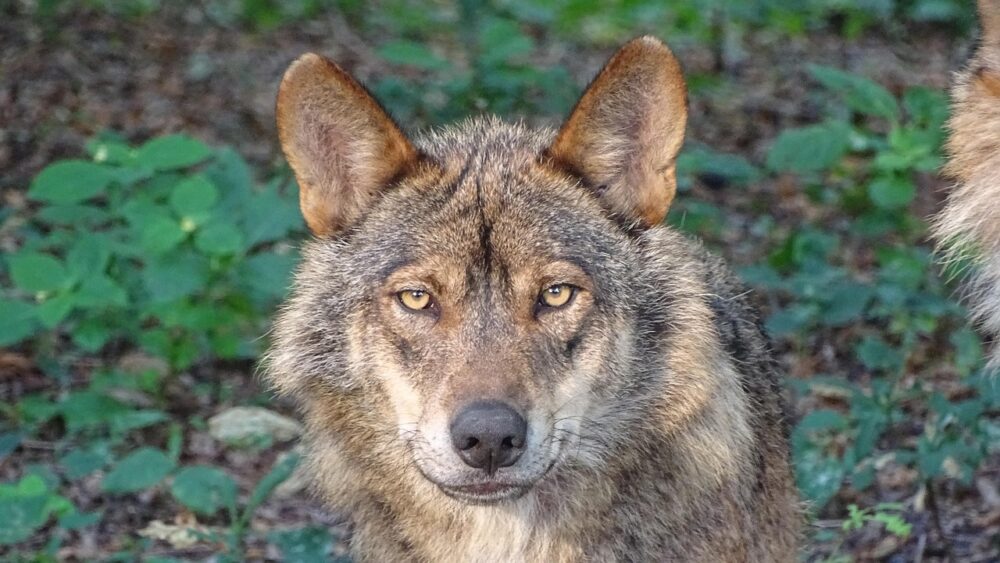 El lobo ibérico, en el centro de la polémica: “Se está manipulando la ciencia para justificar su caza”