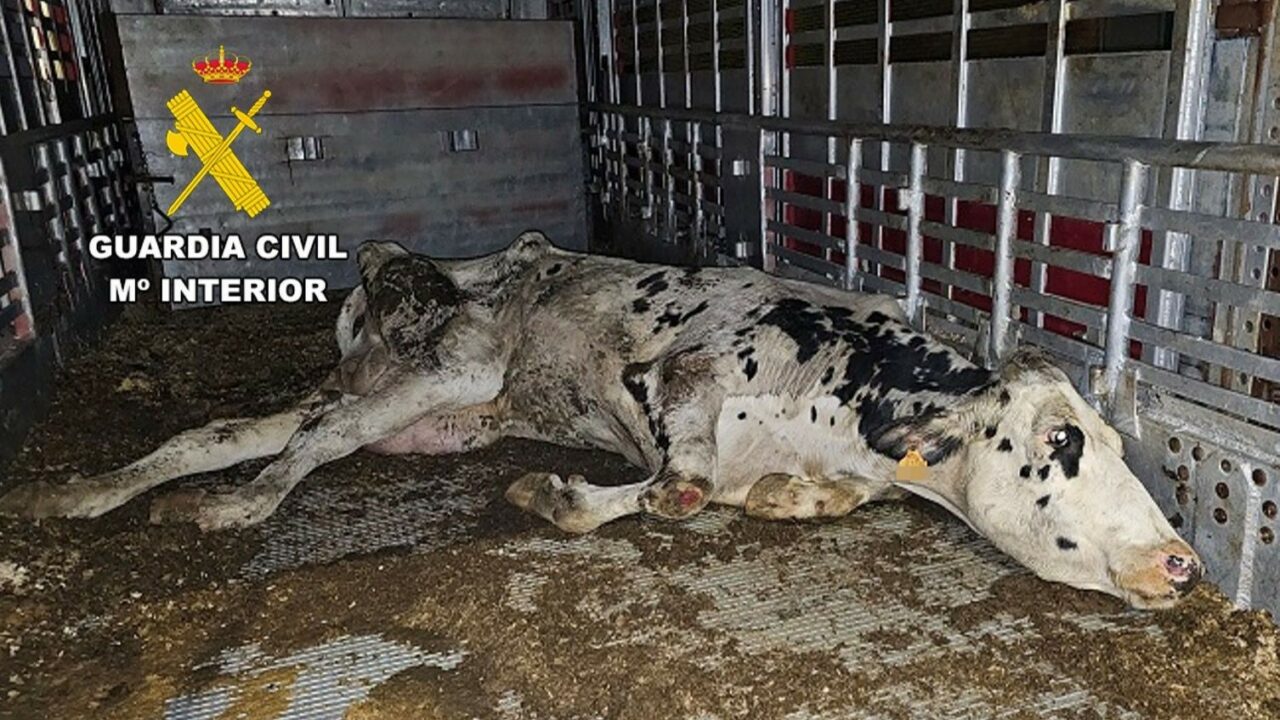 Investigan a un ganadero de Karrantza en una operación por maltrato de vacas destinadas al matadero