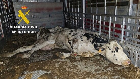 Investigan a un ganadero de Karrantza en una operación por maltrato de vacas destinadas al matadero