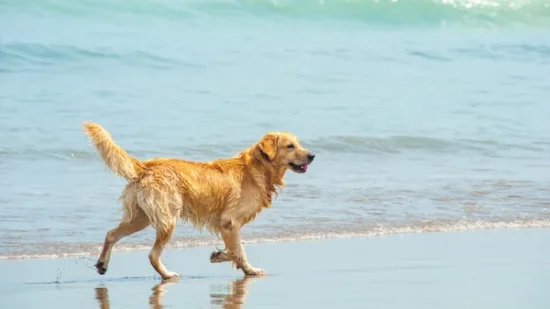 Playas para perros en Bizkaia: horarios, normas y las multas que debes evitar este verano