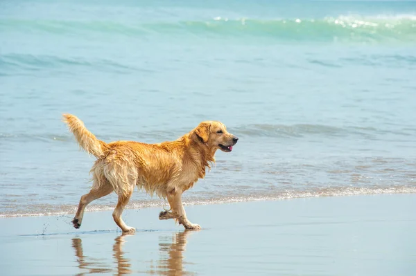 Playas para perros en Bizkaia: horarios, normas y las multas que debes evitar este verano