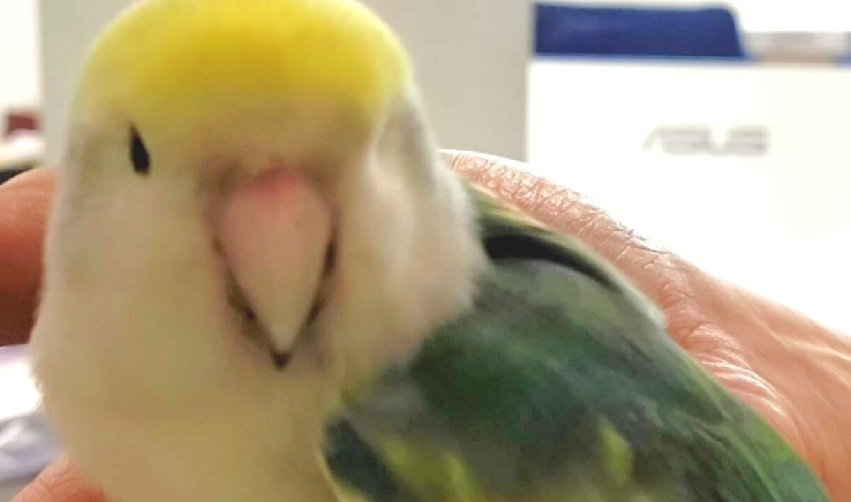 Pepa, el agaporni perdido que apareció entre palés en Etxebarri, ya tiene final feliz
