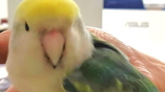 Pepa, el agaporni perdido que apareció entre palés en Etxebarri, ya tiene final feliz