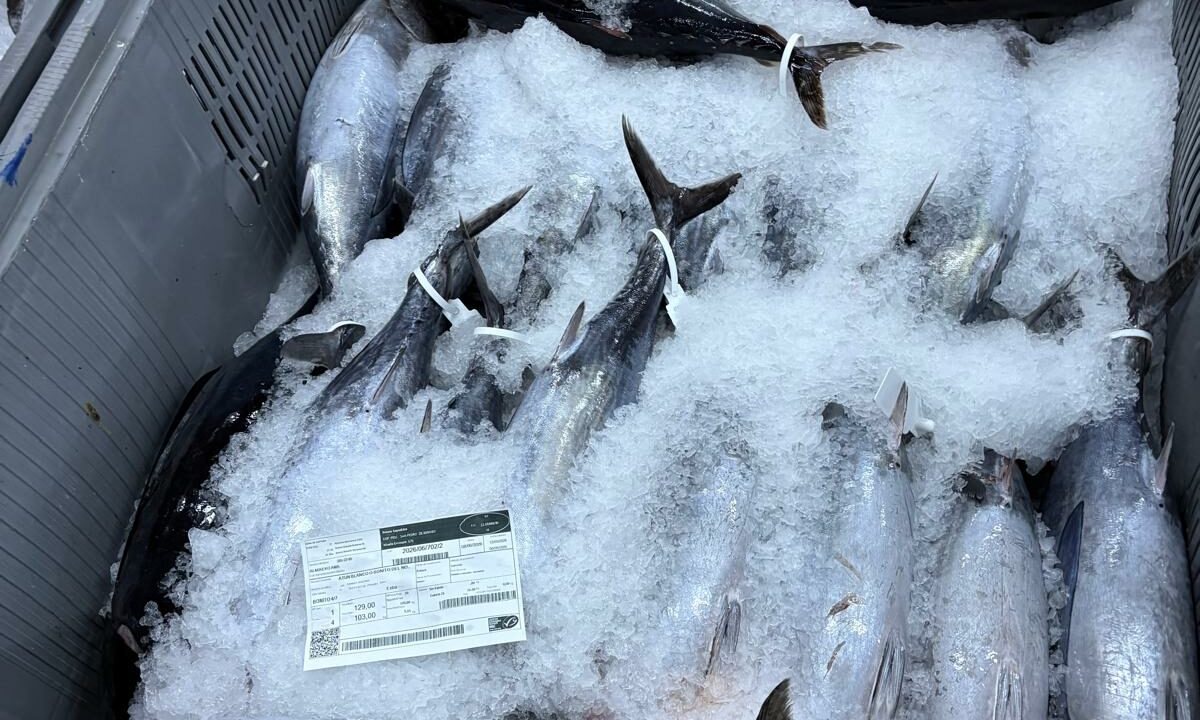Llega a Bermeo el primer bonito de la temporada: el Almikeko Ama descarga más de 1.500 kilos