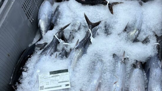 Llega a Bermeo el primer bonito de la temporada: el Almikeko Ama descarga más de 1.500 kilos