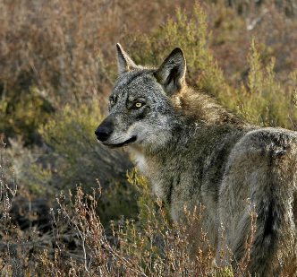 WWF pide a Euskadi reforzar la protección del lobo para garantizar su recuperación
