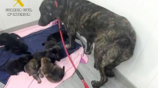 Identificado el presunto autor de abandonar ocho cachorros colgados de un árbol en Cantabria