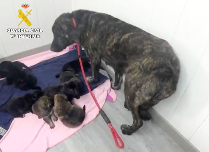 Identificado el presunto autor de abandonar ocho cachorros colgados de un árbol en Cantabria