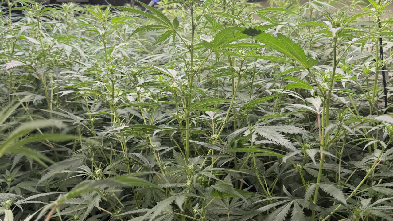 Desmantelada una plantación de marihuana con 650 plantas en una nave de Loiu