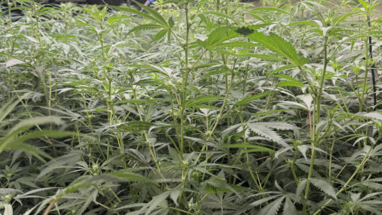 Desmantelada una plantación de marihuana con 650 plantas en una nave de Loiu