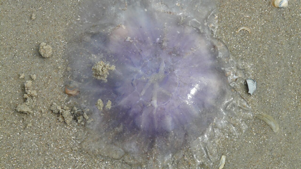 Alertan de la presencia de medusas en cuatro playas de Bizkaia en plena ola de calor