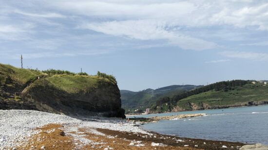 El alga invasora japonesa ya está en la costa de Bizkaia