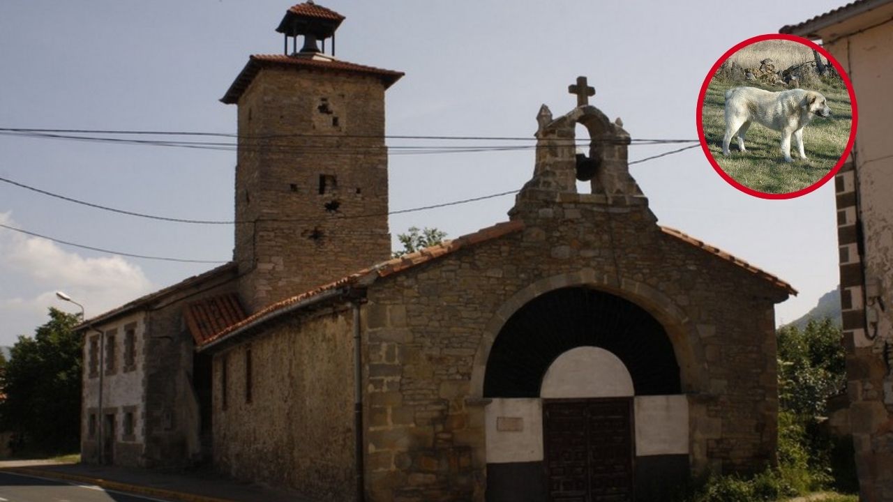 Jose, dueño del mastín que atacó a un pastor vasco en Villasante: «Si la dueña tuviera miedo no se metería en medio del rebaño»