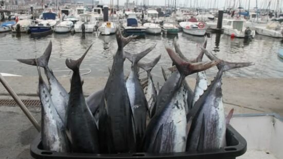 El Abra busca al rey del bonito: vuelve el gran campeonato de pesca deportiva