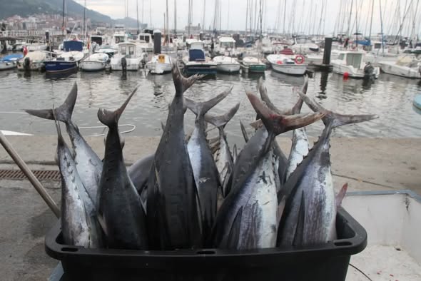 El Abra busca al rey del bonito: vuelve el gran campeonato de pesca deportiva