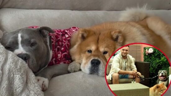 Los perros más virales de Euskadi que derriban todos los prejuicios: «Nunca nadie te va a recibir como ellos»