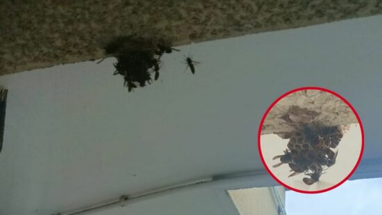 Un nido con cerca de mil avispas asola a una familia de Algorta