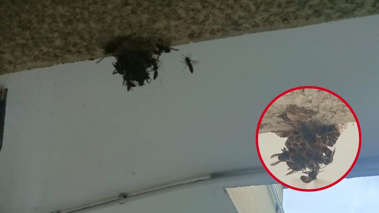 Un nido con cerca de mil avispas asola a una familia de Algorta