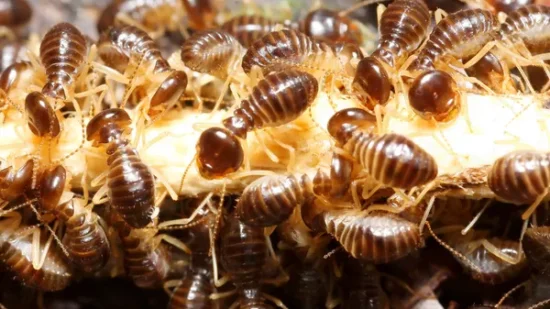Alerta en Euskadi: las termitas y la carcoma se disparan y amenazan viviendas y caseríos