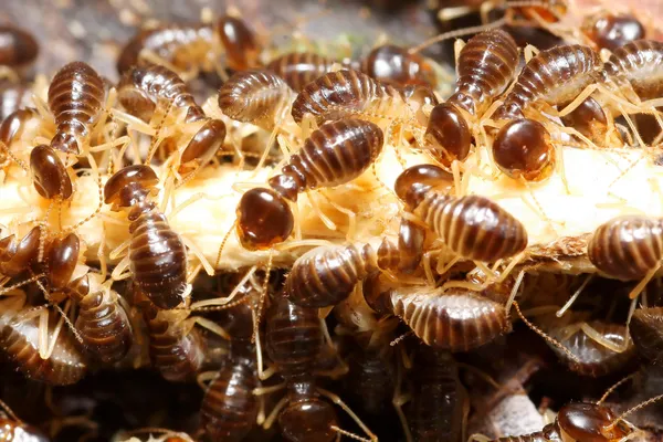 Alerta en Euskadi: las termitas y la carcoma se disparan y amenazan viviendas y caseríos