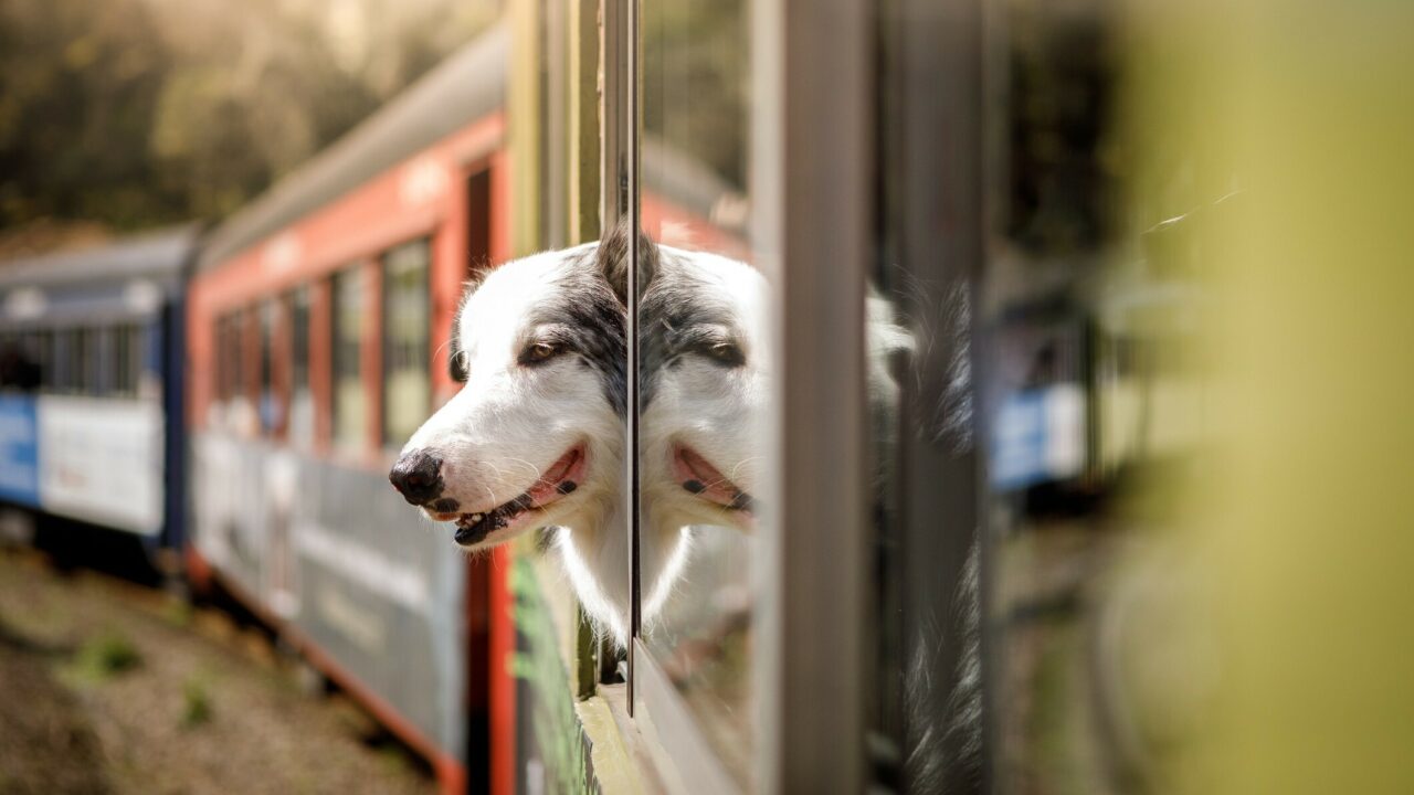 Ya es oficial: Renfe permitirá viajar con perros de hasta 40 kilos en casi todos sus trenes