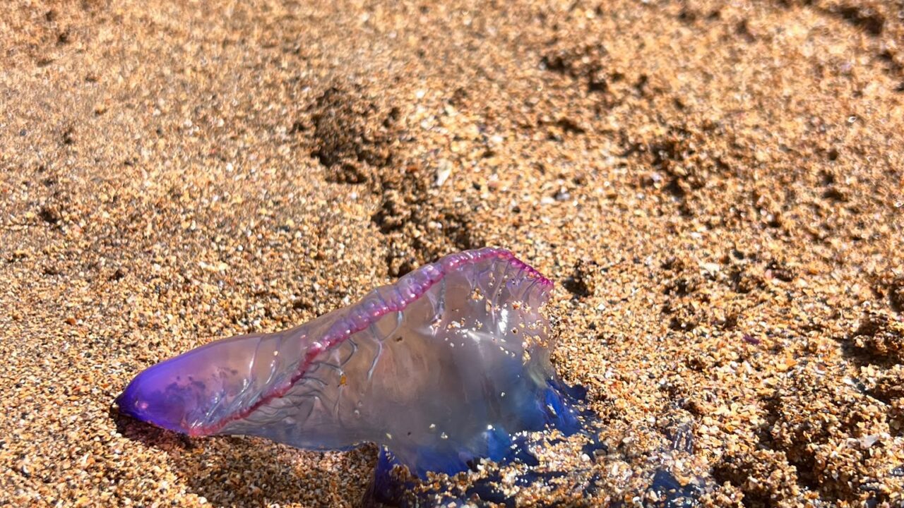 Aumento de carabela portuguesa en Euskadi: 27 picaduras y un trasladado al centro sanitario