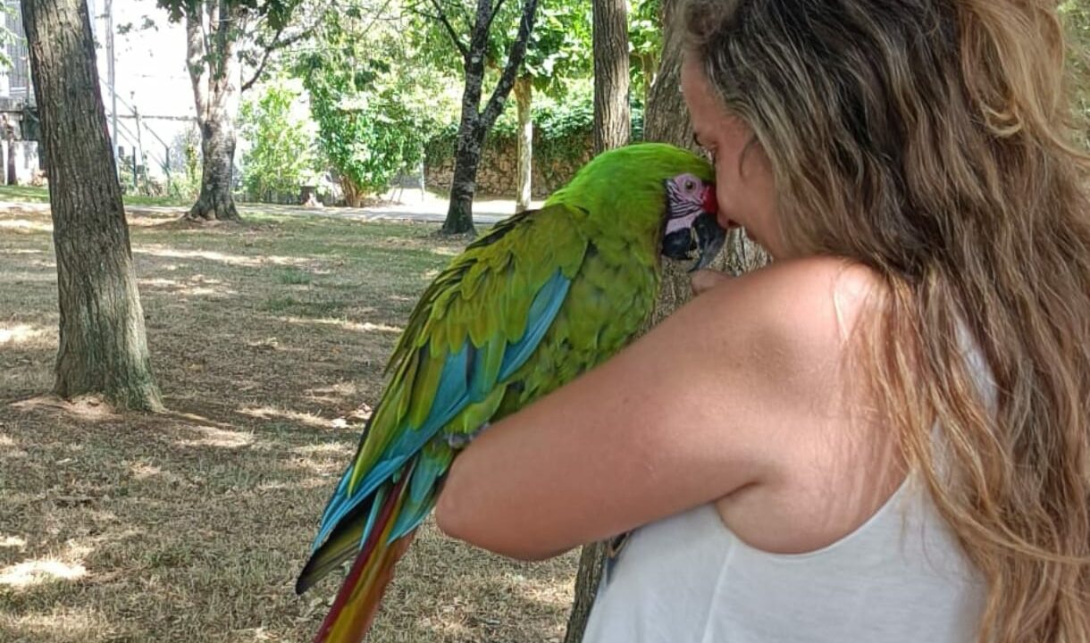 Final feliz para Hullu, el guacamayo que apareció en Arteaga tras escapar asustado por un petardo