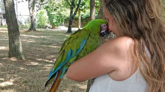 Final feliz para Hullu, el guacamayo que apareció en Arteaga tras escapar asustado por un petardo