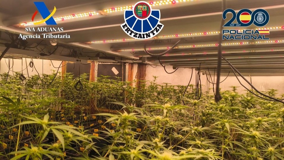 Desmantelan una plantación de marihuana en Fruiz con 1.600 plantas y dos detenidos