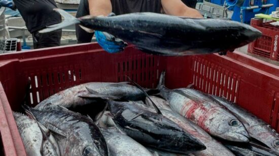 El calor cambia la ruta del bonito y complica la campaña de pesca en Euskadi