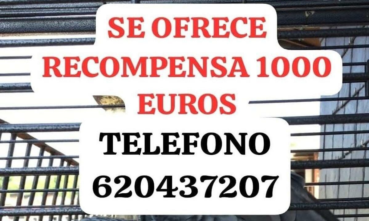 Más de tres meses sin Berritxu: ofrecen 1.000 euros por encontrar al loro influencer de Donostia