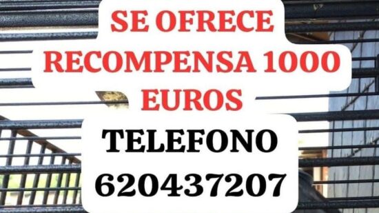 Más de tres meses sin Berritxu: ofrecen 1.000 euros por encontrar al loro influencer de Donostia
