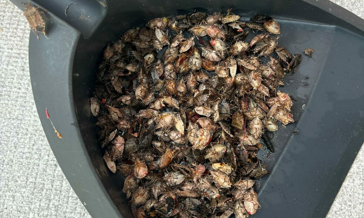Vuelven las chinches apestosas a Euskadi: la plaga que invade terrazas y jardines ha reaparecido