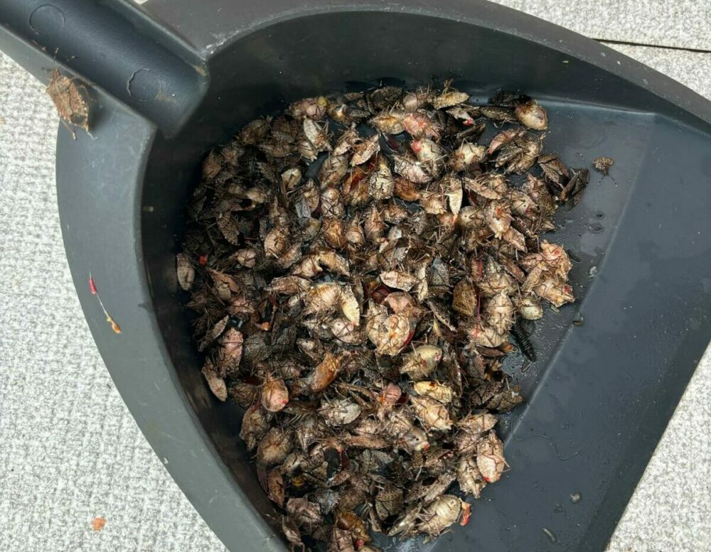 Vuelven las chinches apestosas a Euskadi: la plaga que invade terrazas y jardines ha reaparecido