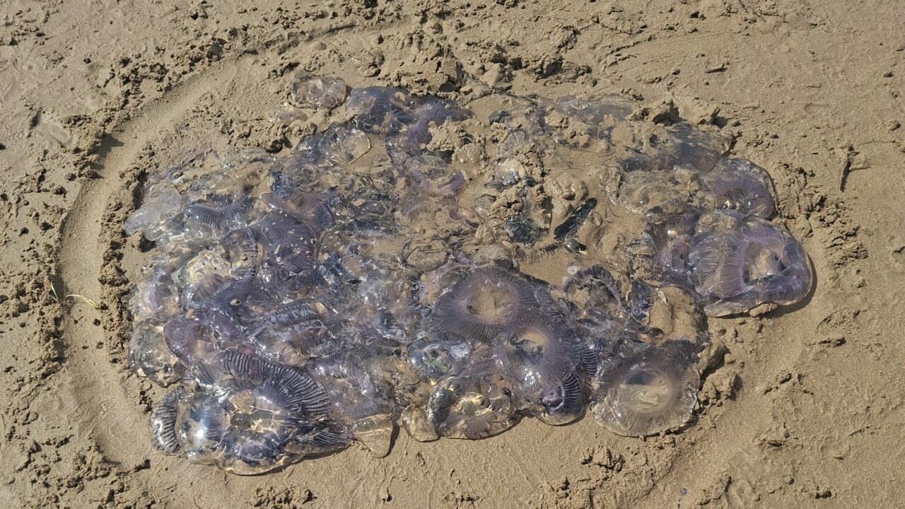 Vecina de Laredo alerta de la presencia de carabelas portuguesas en la playa: «Hasta que no pican a alguien no ponen la bandera de medusas»