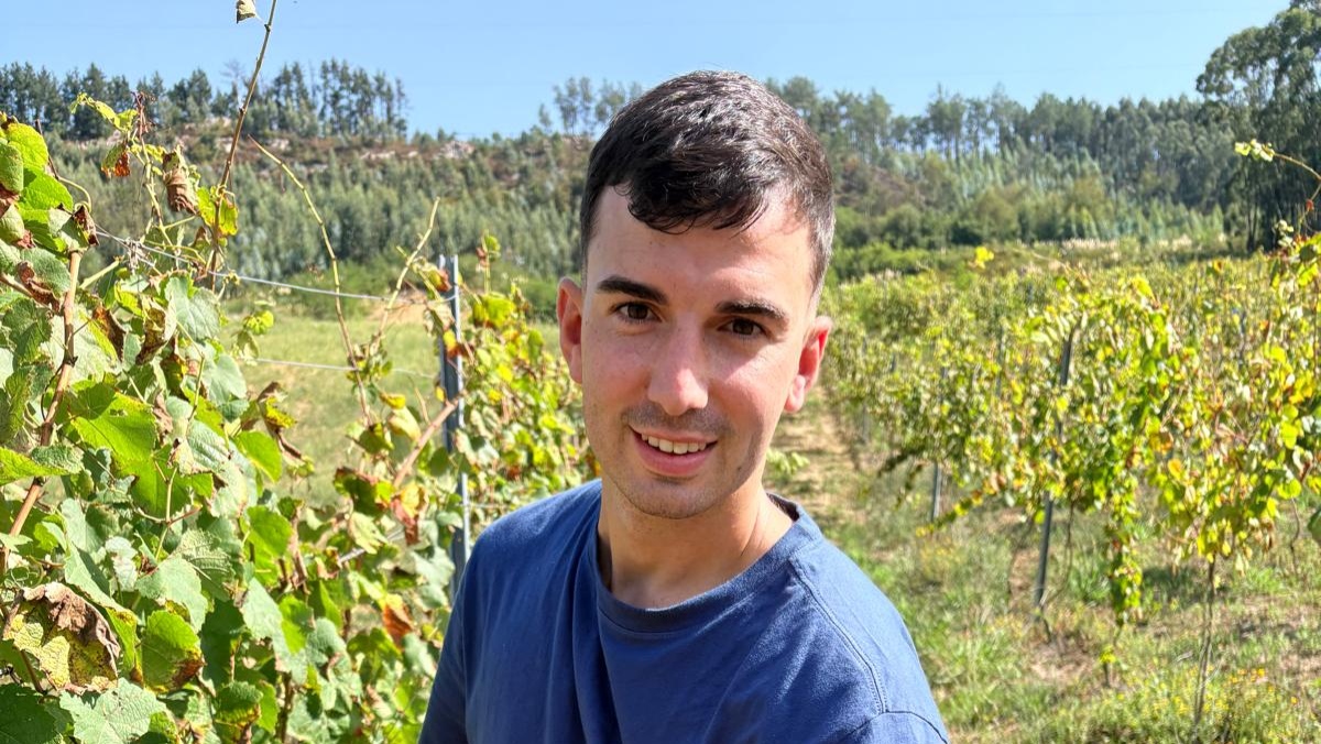El calor extremo obliga a adelantar la vendimia: «Si no lo cogemos ahora, nos quedamos sin nada»