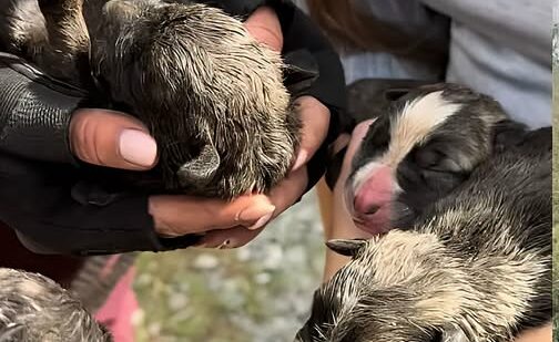 Ocho cachorros recién nacidos, arrojados por un terraplén de 50 metros en Ramales de la Victoria