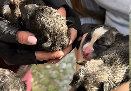 Ocho cachorros recién nacidos, arrojados por un terraplén de 50 metros en Ramales de la Victoria