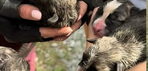 Ocho cachorros recién nacidos, arrojados por un terraplén de 50 metros en Ramales de la Victoria