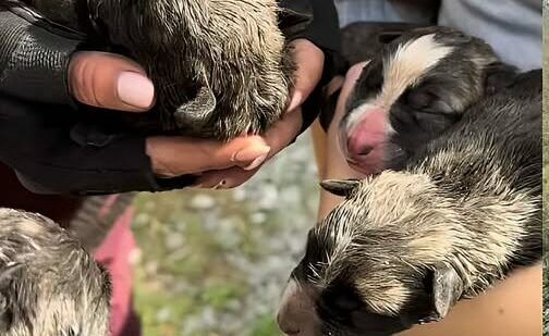 Ocho cachorros recién nacidos, arrojados por un terraplén de 50 metros en Ramales de la Victoria