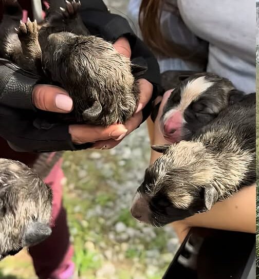Ocho cachorros recién nacidos, arrojados por un terraplén de 50 metros en Ramales de la Victoria