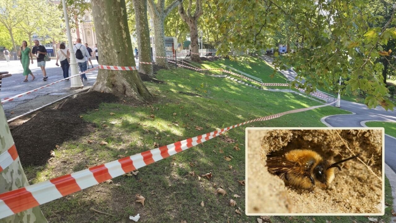Abejas mineras en el parque de Doña Casilda de Bilbao: los bomberos acotan varias zonas