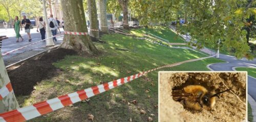 Abejas mineras en el parque de Doña Casilda de Bilbao: los bomberos acotan varias zonas