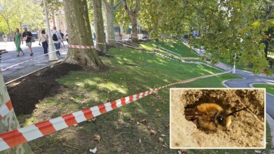 Abejas mineras en el parque de Doña Casilda de Bilbao: los bomberos acotan varias zonas